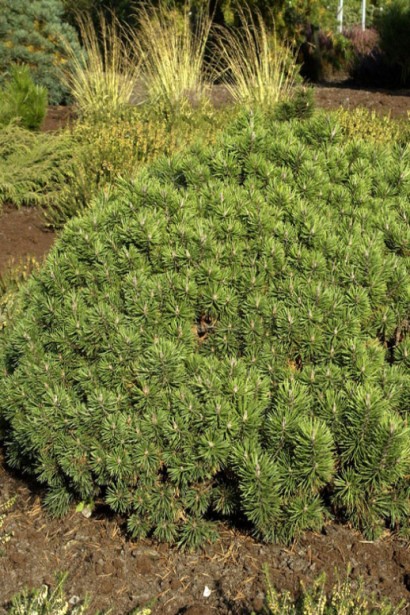 Міні Мопс – компактна і низькоросла сосна.